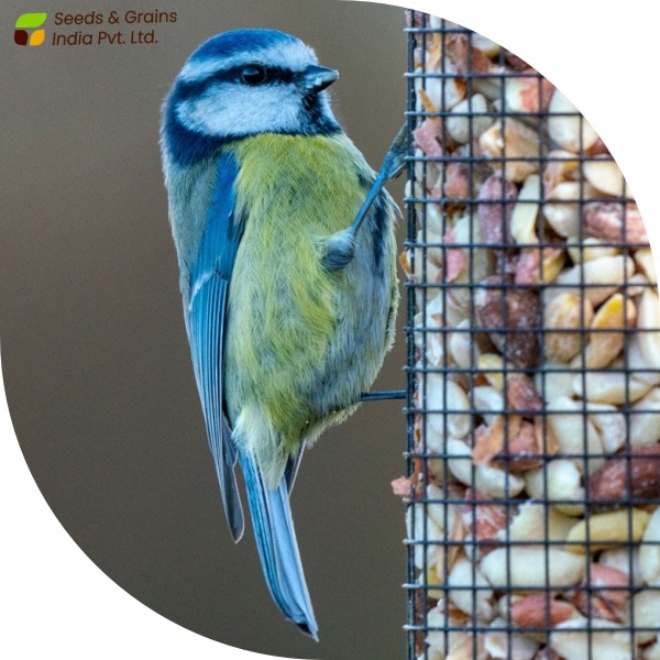 Bird / Animal feed meals