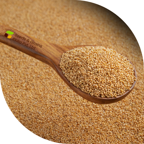 YELLOW MILLET