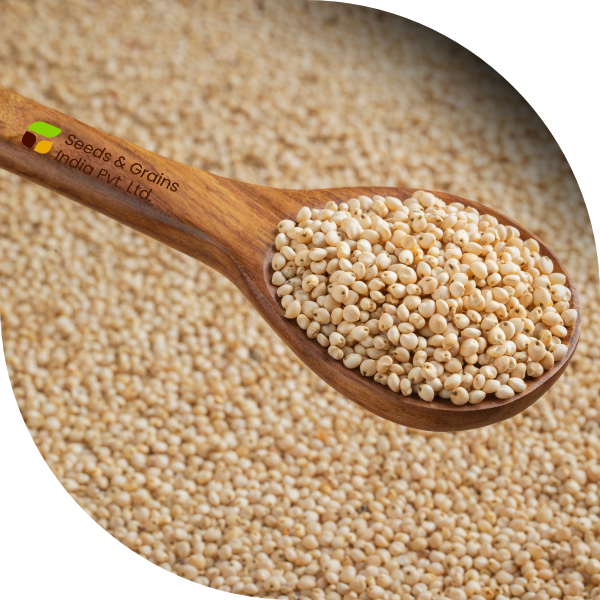 SORGHUM