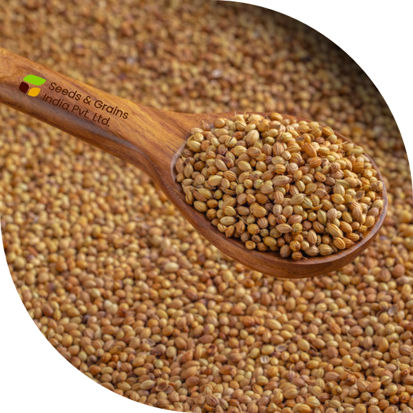 Coriander Seed