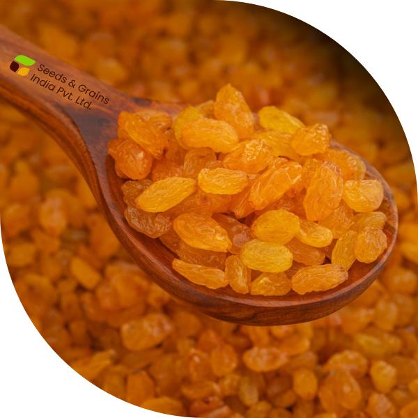 Golden Raisins- Premium