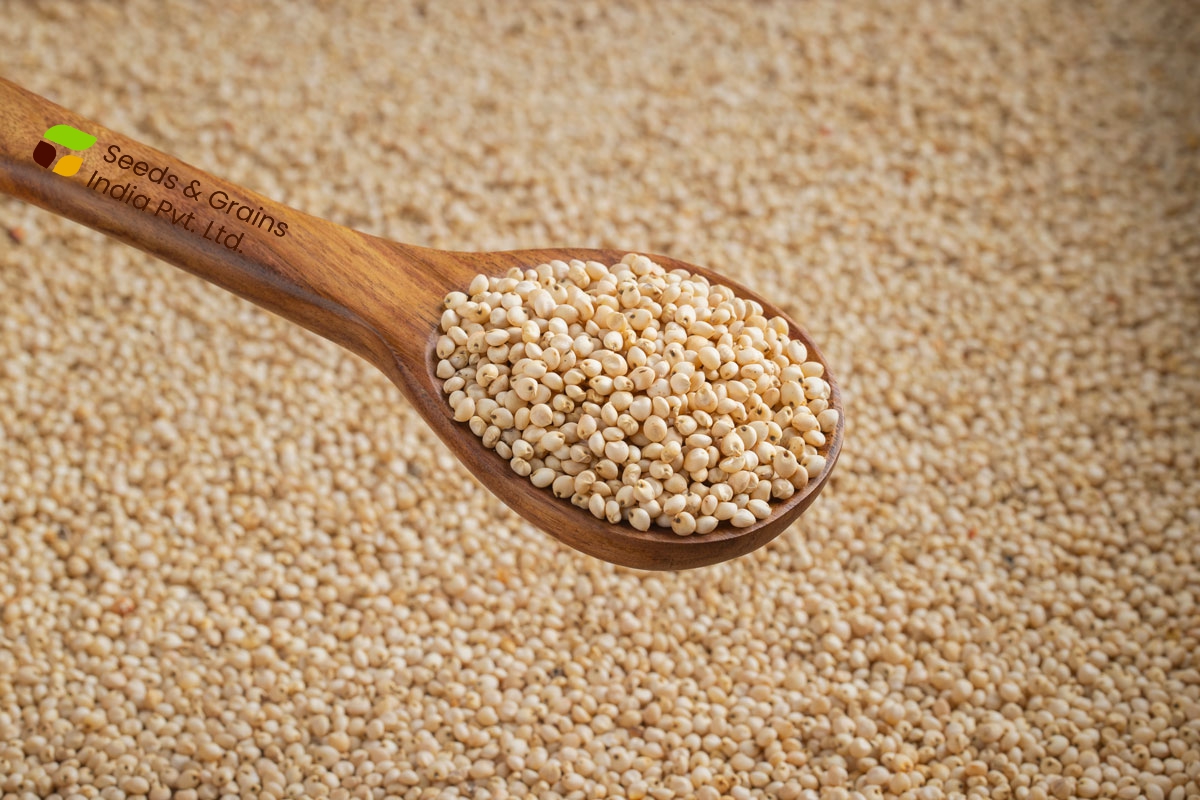 SORGHUM