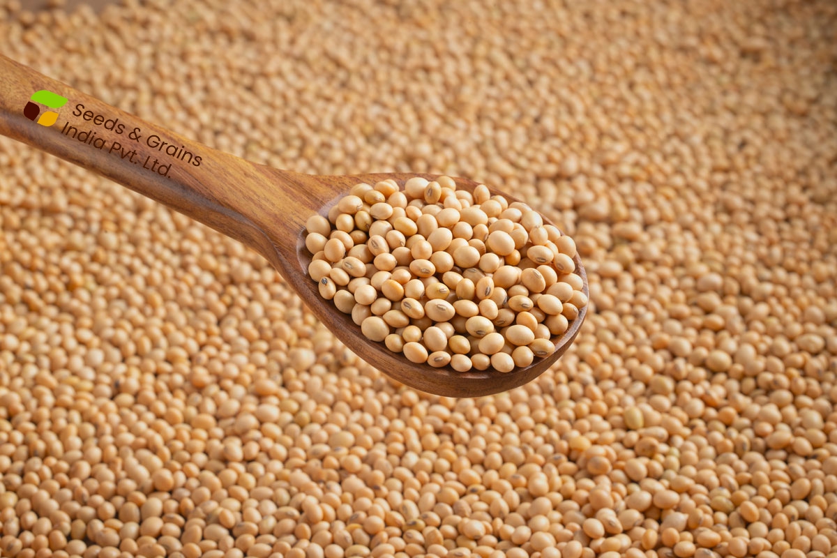 Soybean