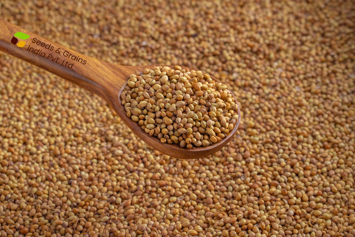 Coriander Seed