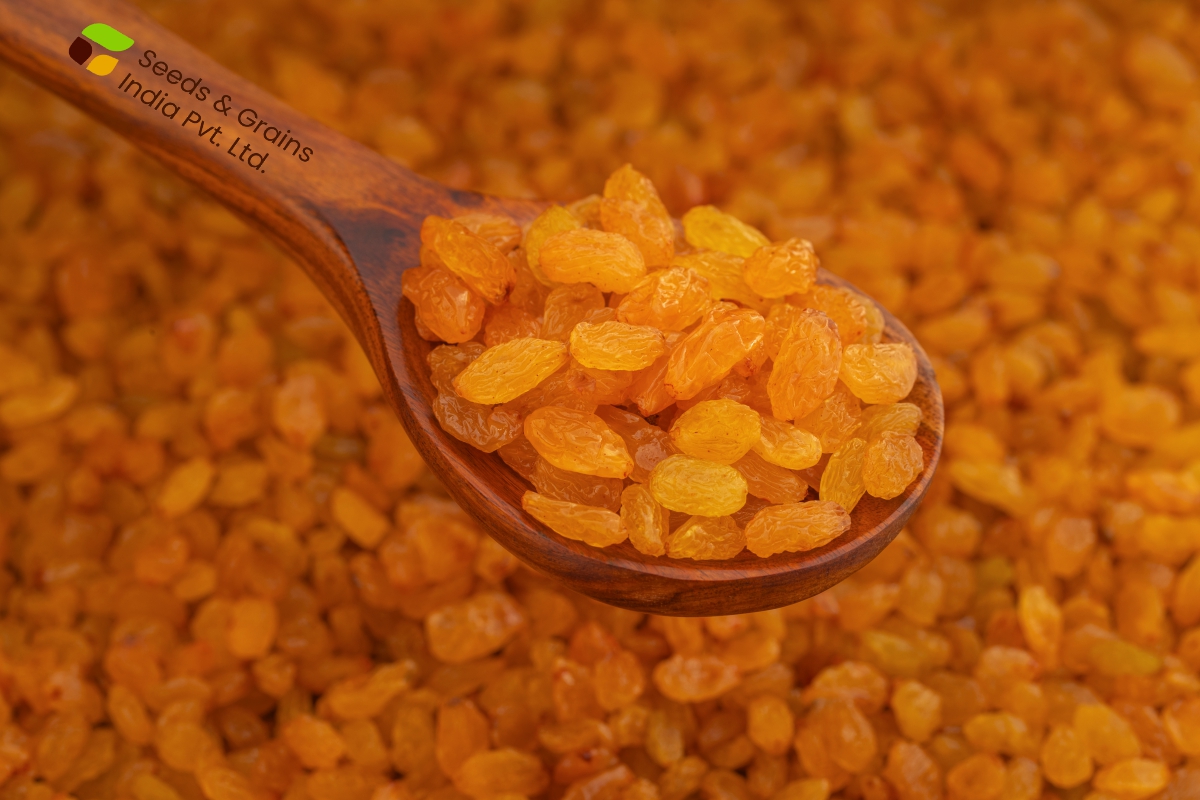 Golden Raisins - Premium